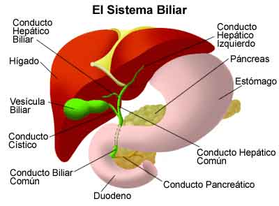 Foie-vesicule-ES-400x295 el-systema-biliar