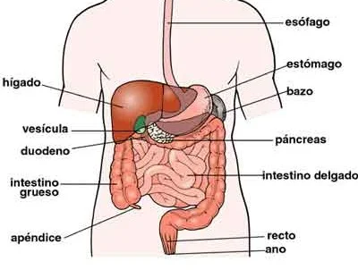 Schema-appareil-digestif-ES el-sistema-digestivo