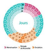 Cycle menstruel Cycle menstruel et magnétisme