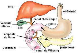 Schema appareil digestif Francais