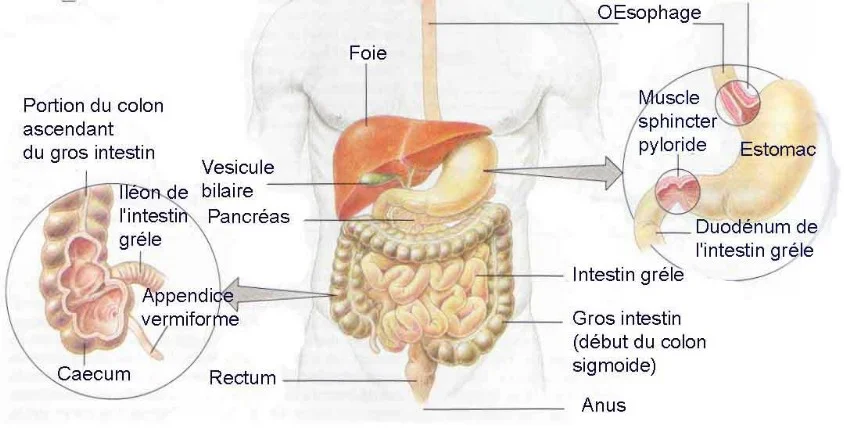 Schema appareil digestif