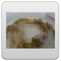 limpieza-de-los-intestinos-foto-2 limpieza de los intestinos foto 2